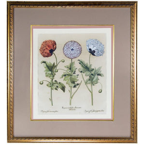 Basilius Besler Botanical Hand-Colored Engraving of Poppies